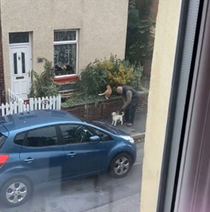 agrandeartedeserfeliz.com - Mulher 'flagra' idoso ajudando seu cãozinho a fazer amizade com gato [VIDEO]