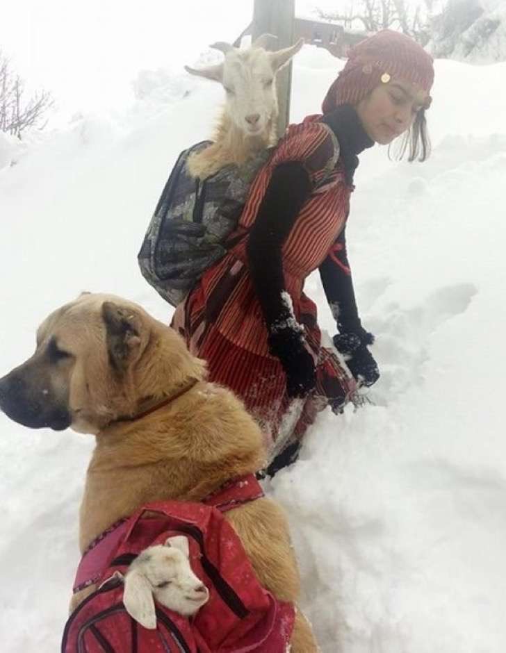 agrandeartedeserfeliz.com - Pastora de ovelhas resgata cabra que deu à luz filhote na neve, sob temperatura de -20°C