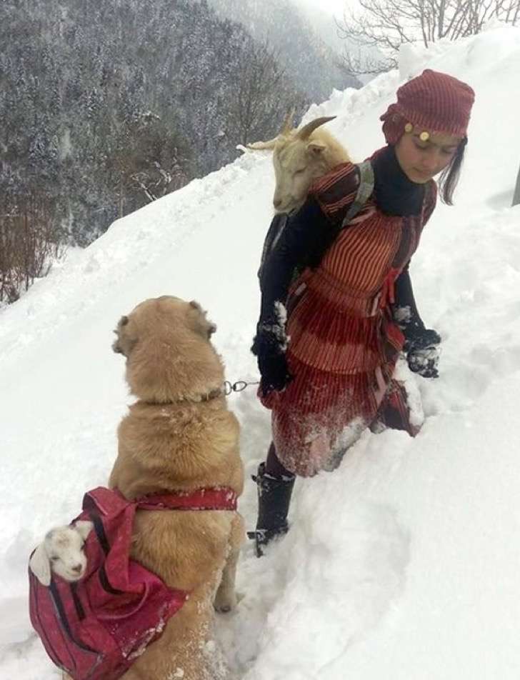 agrandeartedeserfeliz.com - Pastora de ovelhas resgata cabra que deu à luz filhote na neve, sob temperatura de -20°C