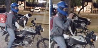 De moto, cachorro acompanha dono durante entregas em Córdoba, na Argentina [VIDEO]