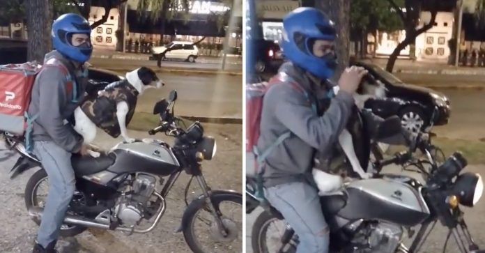 De moto, cachorro acompanha dono durante entregas em Córdoba, na Argentina [VIDEO]