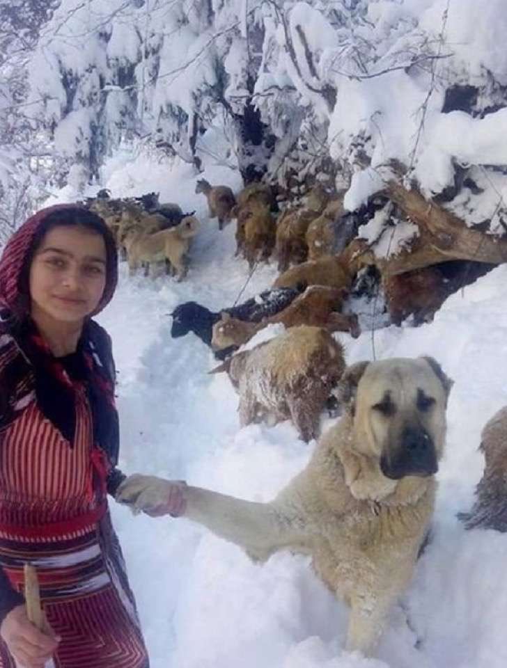 agrandeartedeserfeliz.com - Pastora de ovelhas resgata cabra que deu à luz filhote na neve, sob temperatura de -20°C