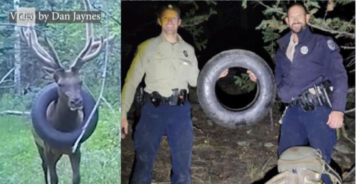 agrandeartedeserfeliz.com - Guardas florestais removem pneu que ficou preso no pescoço de alce por 2 longos anos
