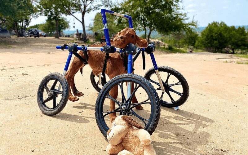 agrandeartedeserfeliz.com - Bezerra com deficiência nas pernas recebe um "carrinho" de rodas personalizado para se locomover