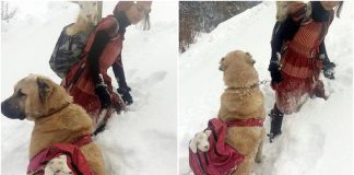 Pastora de ovelhas resgata cabra que deu à luz filhote na neve, sob temperatura de -20°C