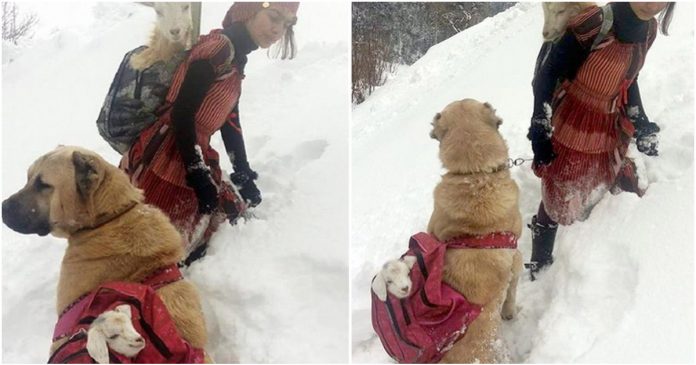 Pastora de ovelhas resgata cabra que deu à luz filhote na neve, sob temperatura de -20°C