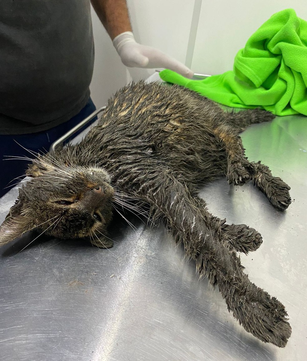 agrandeartedeserfeliz.com - Gatinho resgatado com corpo coberto de lama e graxa é acolhido por ONG de Santos (SP): 'Reviveu'
