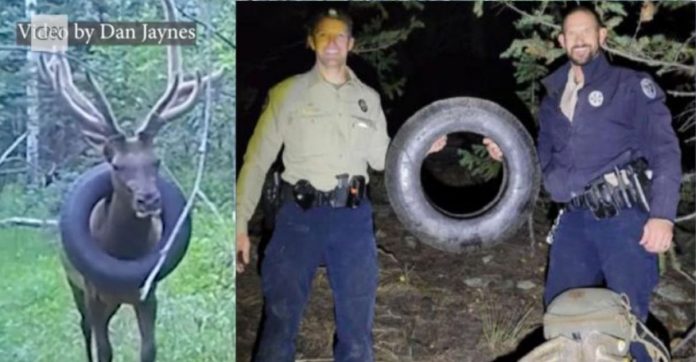 Guardas florestais removem pneu que ficou preso no pescoço de alce por 2 longos anos