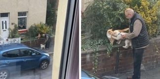 Mulher ‘flagra’ idoso ajudando seu cãozinho a fazer amizade com gato [VIDEO]