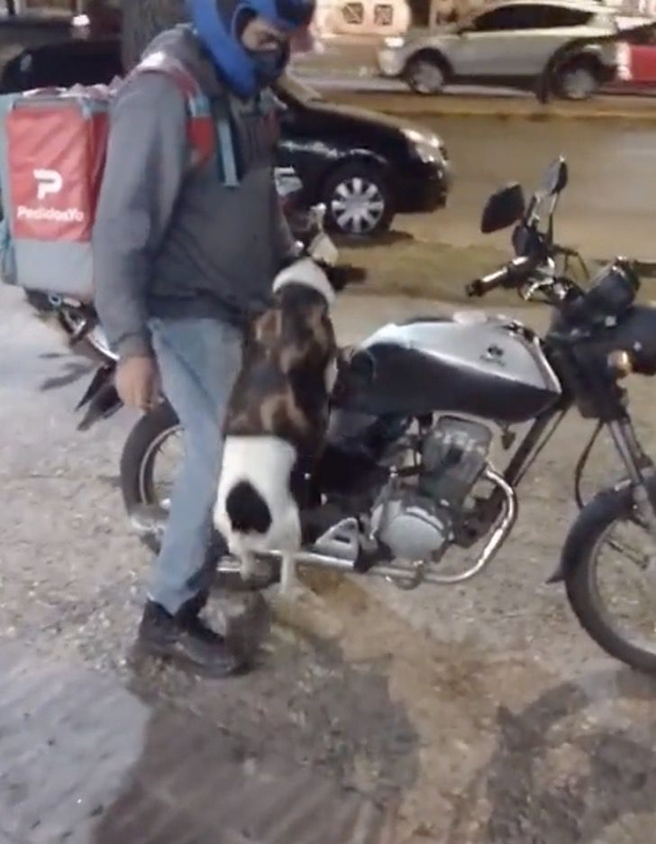 agrandeartedeserfeliz.com - De moto, cachorro acompanha dono durante entregas em Córdoba, na Argentina [VIDEO]