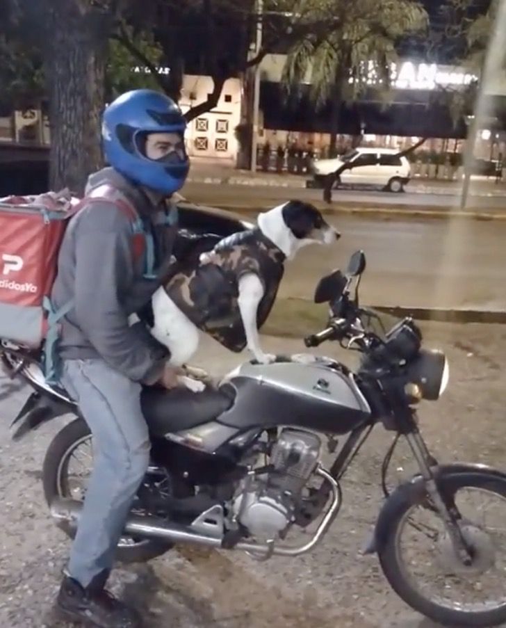 agrandeartedeserfeliz.com - De moto, cachorro acompanha dono durante entregas em Córdoba, na Argentina [VIDEO]