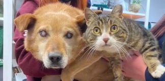 Cachorro cego se “recusa” a sair do abrigo: não sabe mais viver sem seu gato-guia