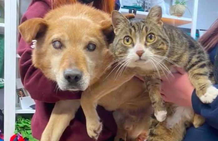Cachorro cego se “recusa” a sair do abrigo: não sabe mais viver sem seu gato-guia