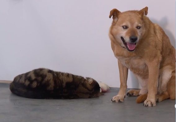 agrandeartedeserfeliz.com - Cachorro cego se "recusa" a sair do abrigo: não sabe mais viver sem seu gato-guia
