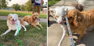 Cachorro sempre toca o nariz de seu amigo canino surdo e cego para que ele “saiba que está ali”