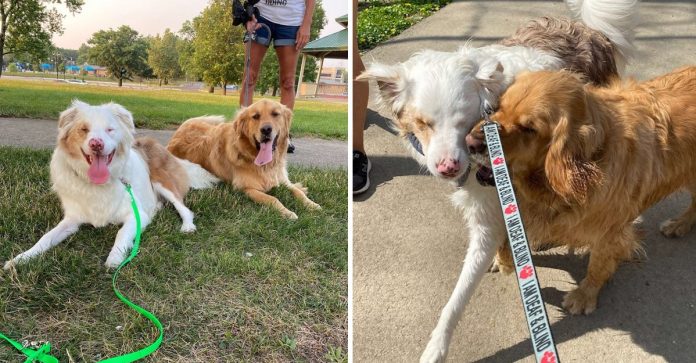 Cachorro sempre toca o nariz de seu amigo canino surdo e cego para que ele “saiba que está ali”