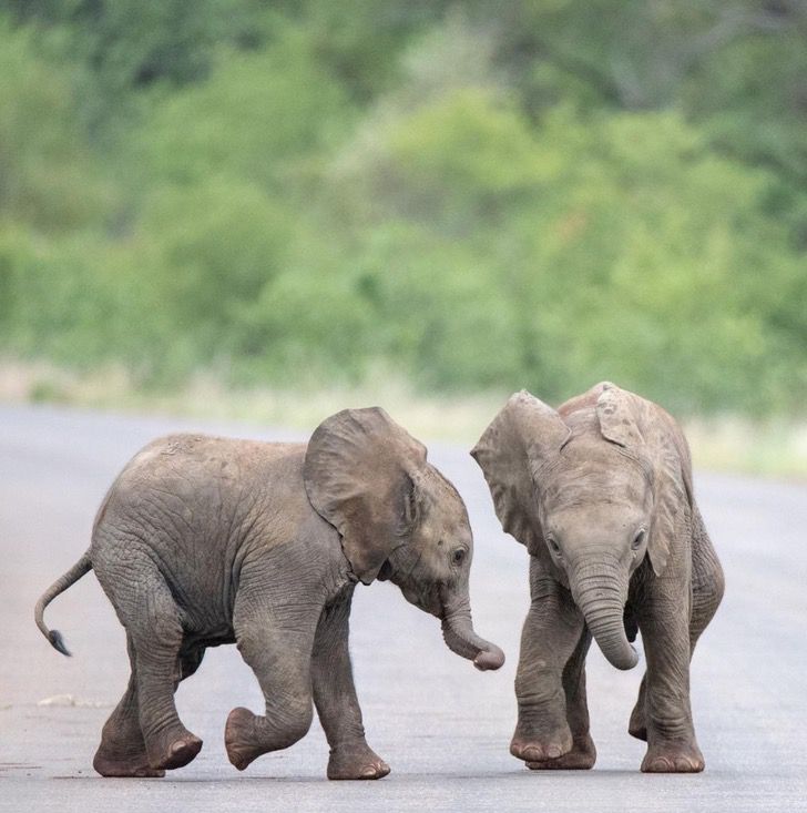 agrandeartedeserfeliz.com - Filhotes de elefante são flagrados brincando em santuário na África do Sul; veja fotos