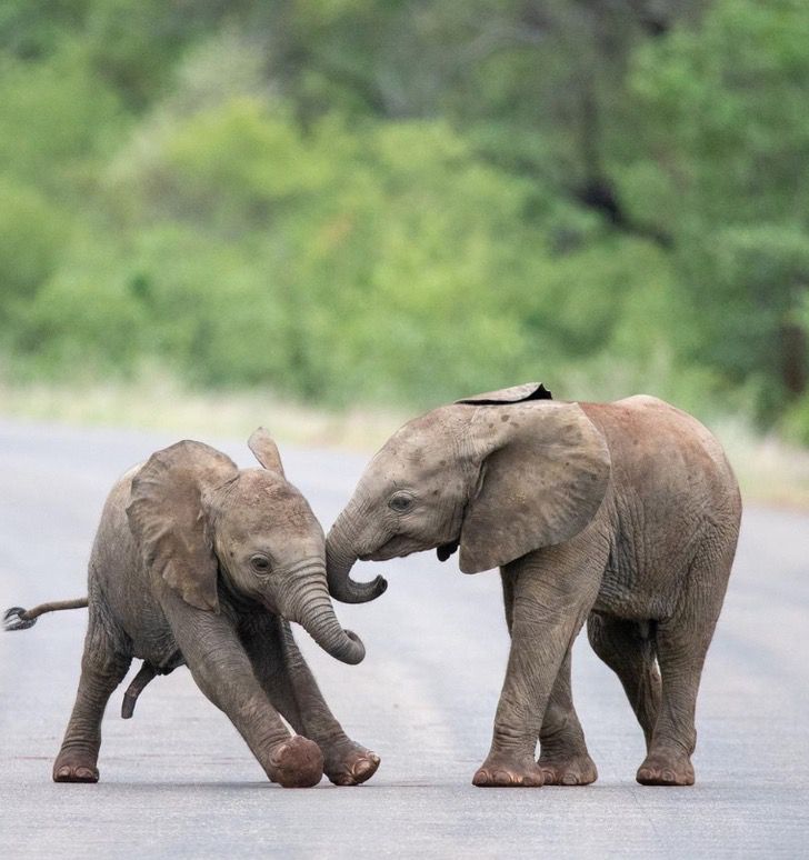 agrandeartedeserfeliz.com - Filhotes de elefante são flagrados brincando em santuário na África do Sul; veja fotos