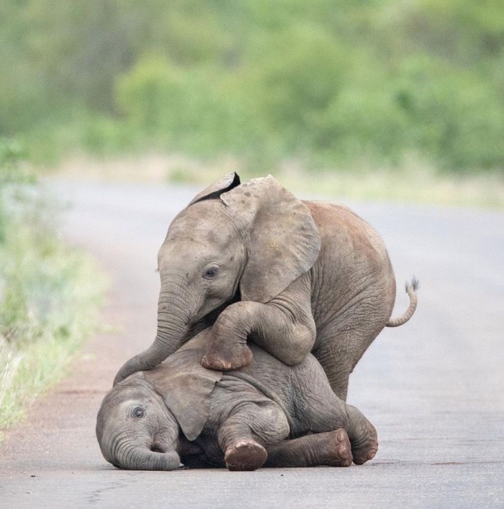 agrandeartedeserfeliz.com - Filhotes de elefante são flagrados brincando em santuário na África do Sul; veja fotos