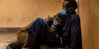 Gorila falece nos braços do zelador que cuidou dela por 14 anos: ‘Foi um privilégio’