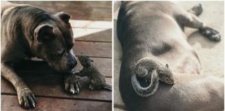 Cadela pit bull acolhe bebê esquilo abandonado e se torna sua nova mãe