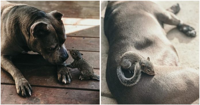 Cadela pit bull acolhe bebê esquilo abandonado e se torna sua nova mãe