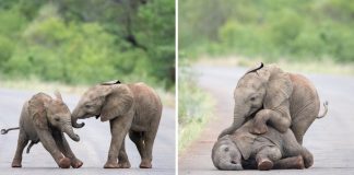 Filhotes de elefante são flagrados brincando em santuário na África do Sul; veja fotos