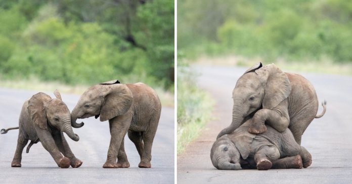 Filhotes de elefante são flagrados brincando em santuário na África do Sul; veja fotos