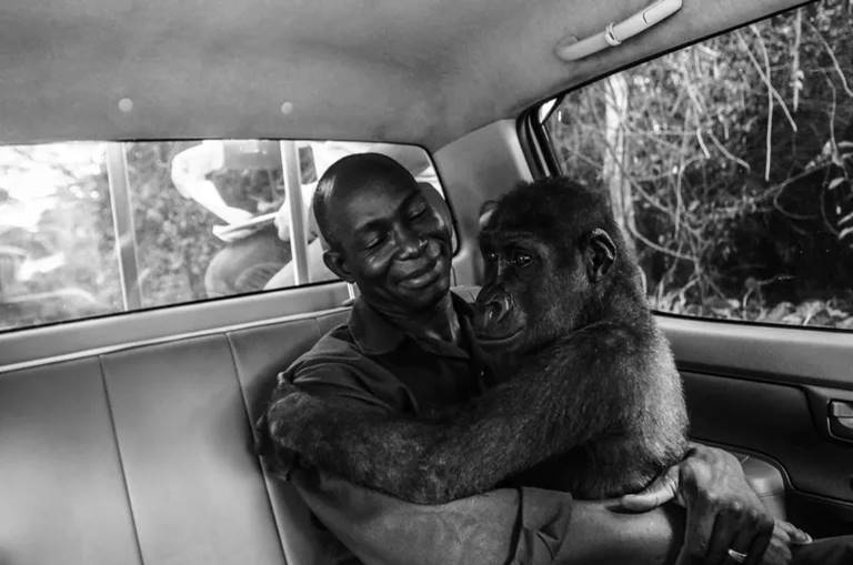 agrandeartedeserfeliz.com - Gorila abraça amorosamente o homem que a resgatou das garras de caçadores ilegais