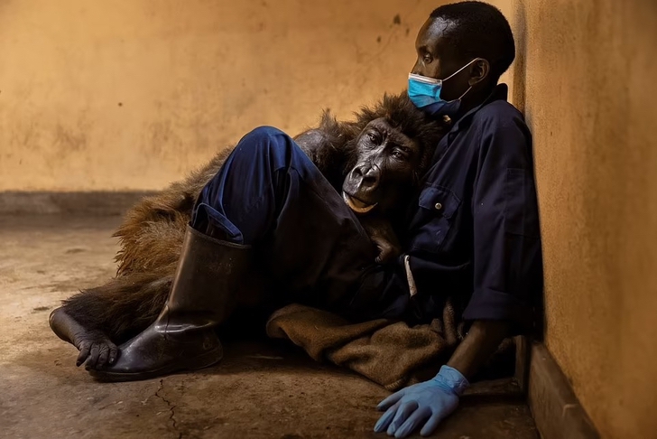 agrandeartedeserfeliz.com - Gorila falece nos braços do zelador que cuidou dela por 14 anos: 'Foi um privilégio'