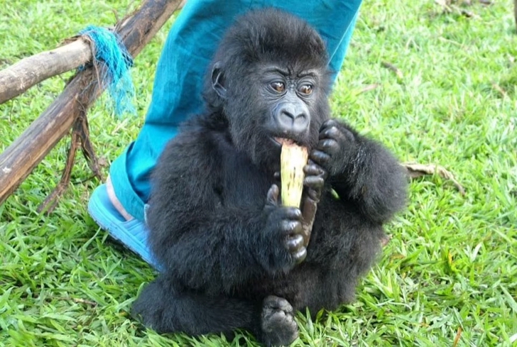 agrandeartedeserfeliz.com - Gorila falece nos braços do zelador que cuidou dela por 14 anos: 'Foi um privilégio'