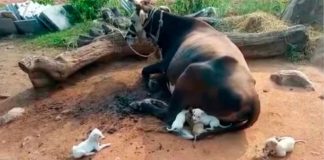 7 filhotes de cachorro órfãos são adotados (e amamentados) por vaca de fazenda na Índia [VIDEO]
