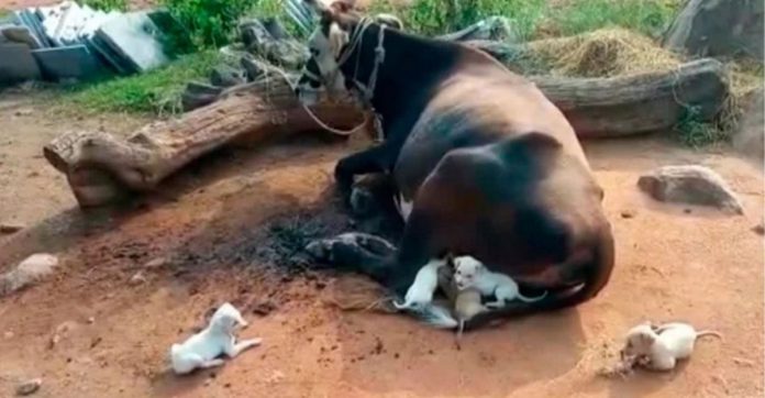 7 filhotes de cachorro órfãos são adotados (e amamentados) por vaca de fazenda na Índia [VIDEO]