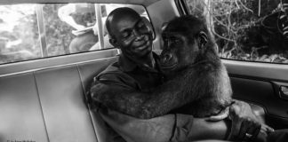 Gorila abraça amorosamente o homem que a resgatou das garras de caçadores ilegais