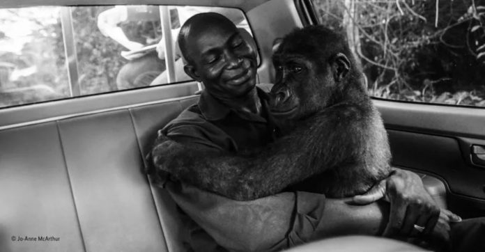 Gorila abraça amorosamente o homem que a resgatou das garras de caçadores ilegais