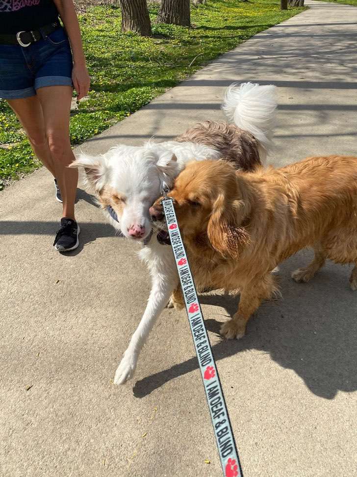 agrandeartedeserfeliz.com - Cachorro sempre toca o nariz de seu amigo canino surdo e cego para que ele "saiba que está ali"