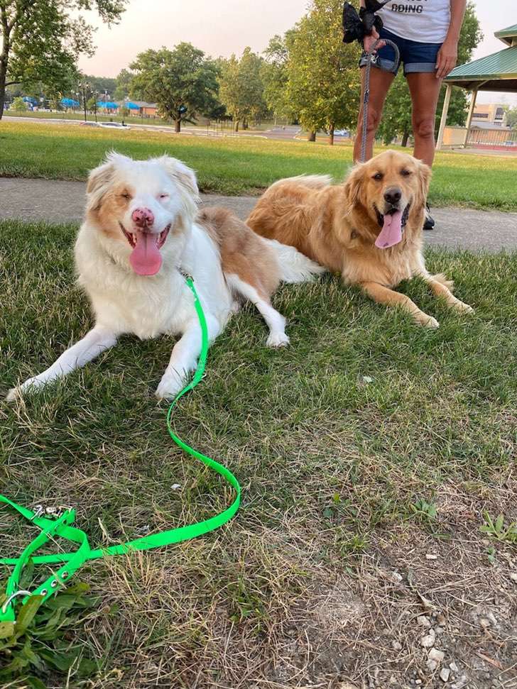 agrandeartedeserfeliz.com - Cachorro sempre toca o nariz de seu amigo canino surdo e cego para que ele "saiba que está ali"