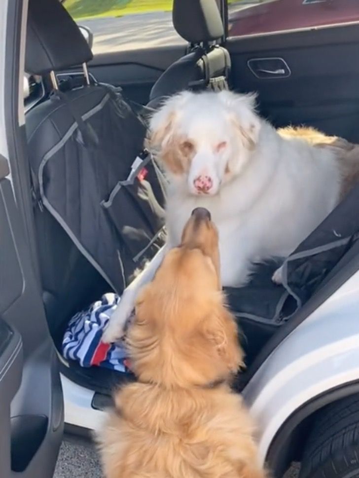 agrandeartedeserfeliz.com - Cachorro sempre toca o nariz de seu amigo canino surdo e cego para que ele "saiba que está ali"