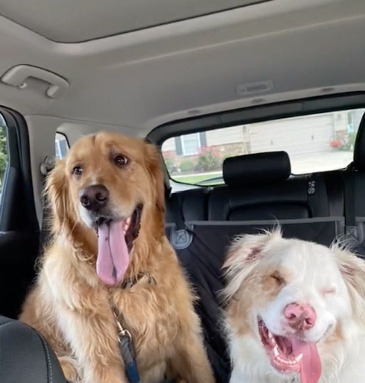 agrandeartedeserfeliz.com - Cachorro sempre toca o nariz de seu amigo canino surdo e cego para que ele "saiba que está ali"