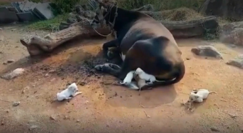 agrandeartedeserfeliz.com - 7 filhotes de cachorro órfãos são adotados (e amamentados) por vaca de fazenda na Índia [VIDEO]