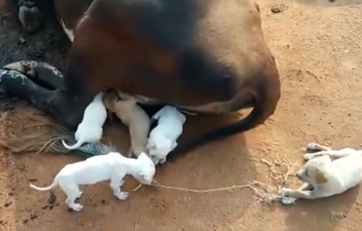 agrandeartedeserfeliz.com - 7 filhotes de cachorro órfãos são adotados (e amamentados) por vaca de fazenda na Índia [VIDEO]