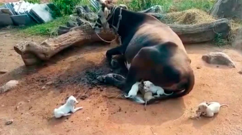 agrandeartedeserfeliz.com - 7 filhotes de cachorro órfãos são adotados (e amamentados) por vaca de fazenda na Índia [VIDEO]