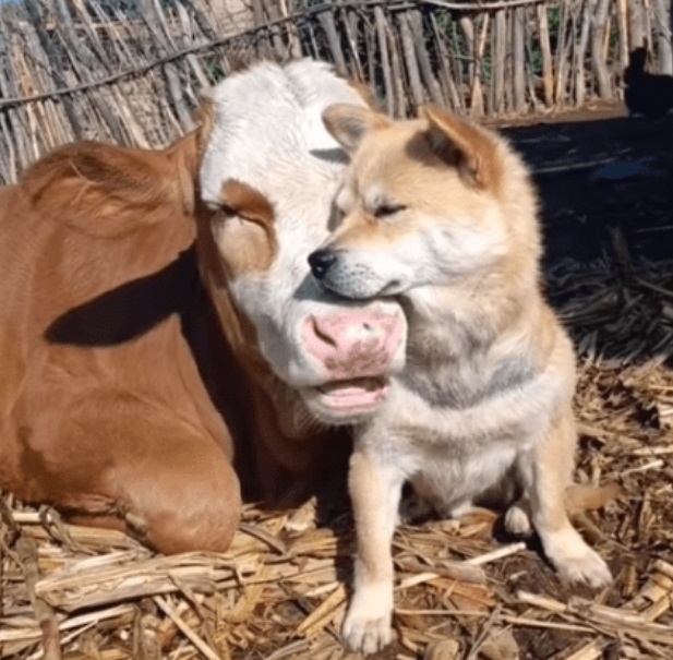 agrandeartedeserfeliz.com - 7 filhotes de cachorro órfãos são adotados (e amamentados) por vaca de fazenda na Índia [VIDEO]