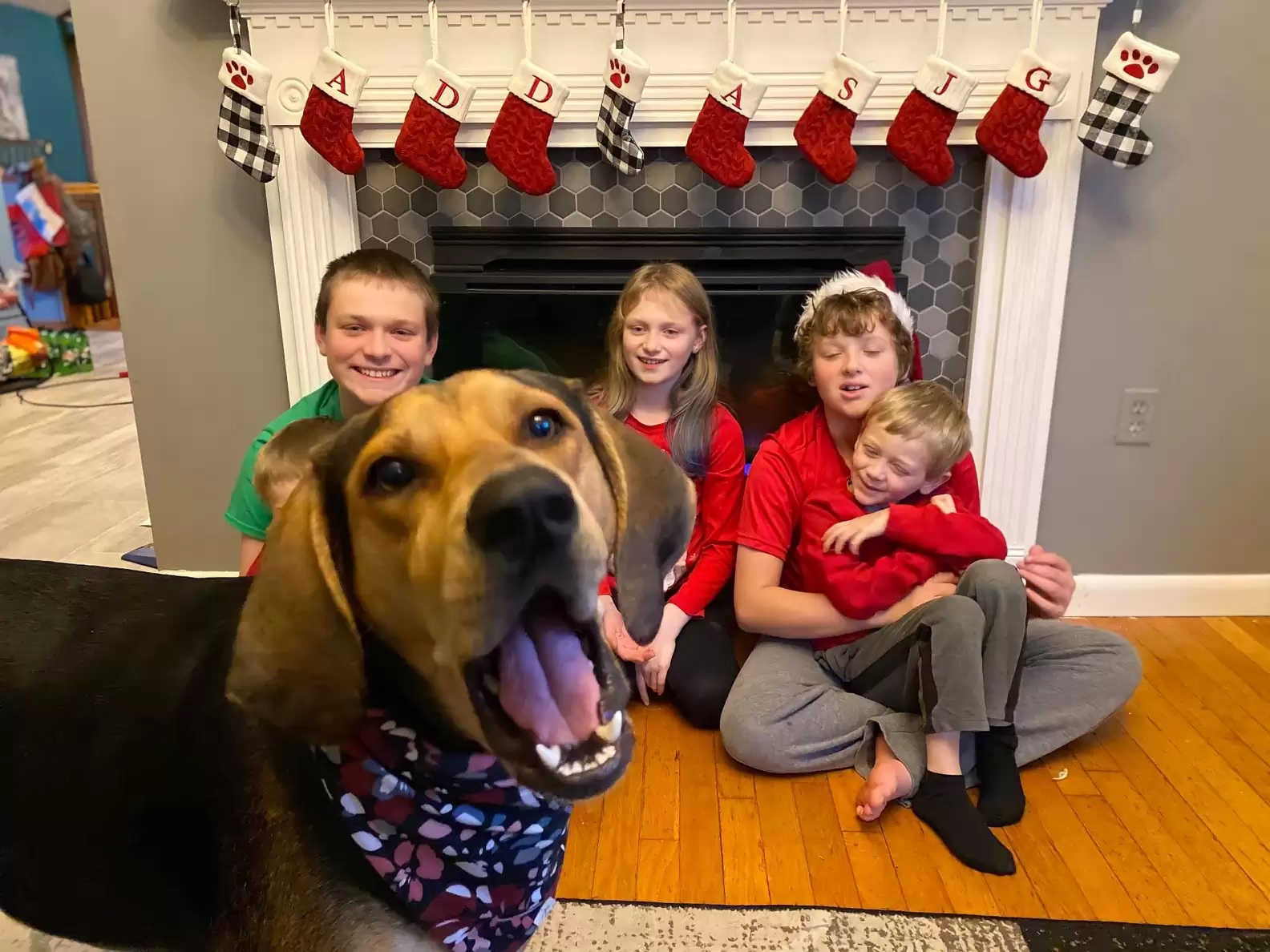 agrandeartedeserfeliz.com - Cachorrinha pula na frente de toda foto que sua mãe adotiva tira durante o Natal