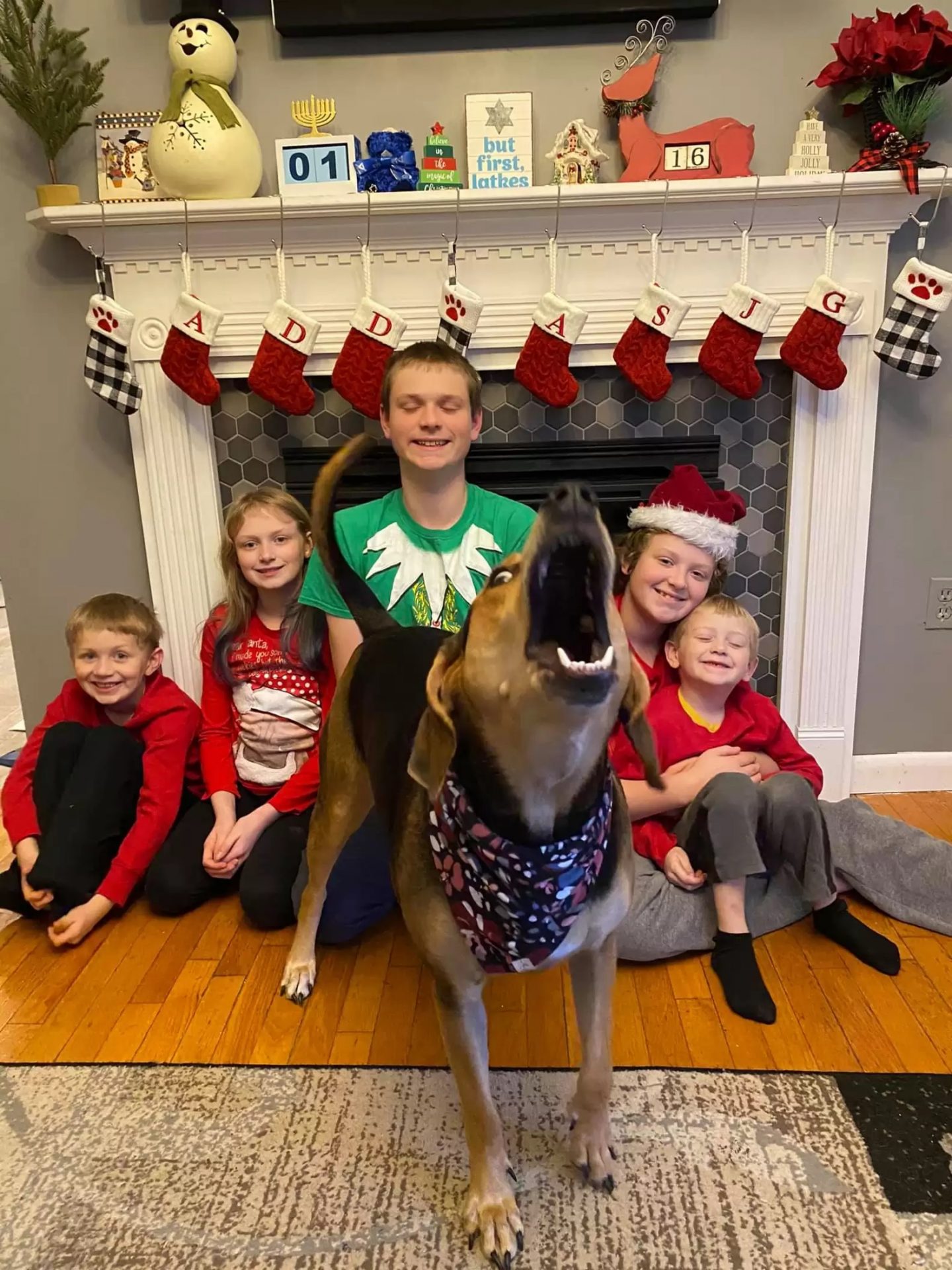 agrandeartedeserfeliz.com - Cachorrinha pula na frente de toda foto que sua mãe adotiva tira durante o Natal