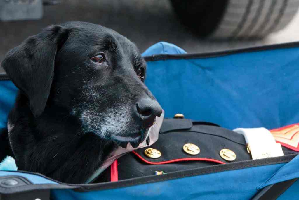 agrandeartedeserfeliz.com - Cachorro da Marinha com câncer terminal recebe homenagem em cerimônia comovente [VIDEO]