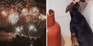 Cãozinho assustado com barulho de fogos de artifício busca refúgio em casa de desconhecidos