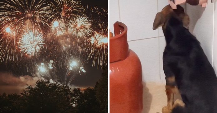 Cãozinho assustado com barulho de fogos de artifício busca refúgio em casa de desconhecidos