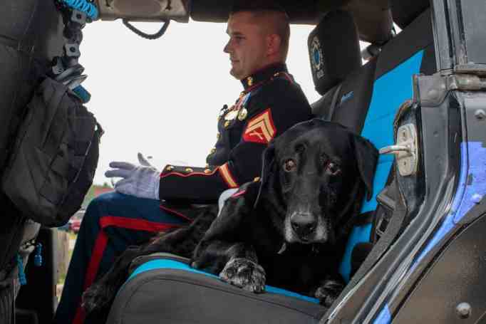 agrandeartedeserfeliz.com - Cachorro da Marinha com câncer terminal recebe homenagem em cerimônia comovente [VIDEO]