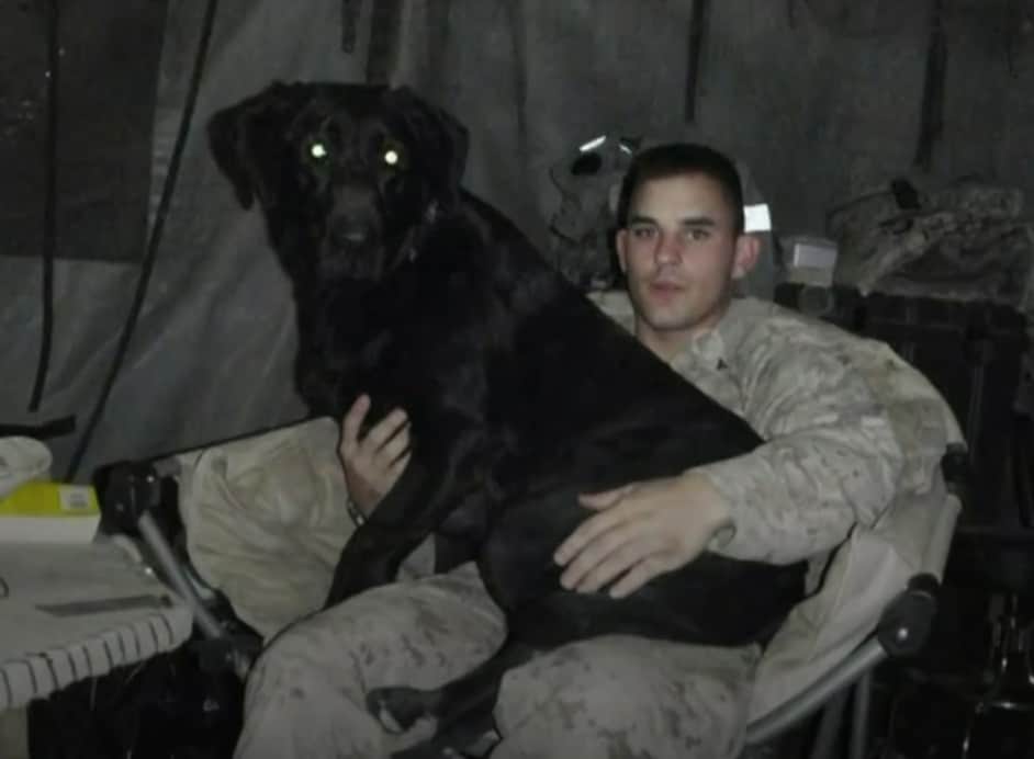 agrandeartedeserfeliz.com - Cachorro da Marinha com câncer terminal recebe homenagem em cerimônia comovente [VIDEO]